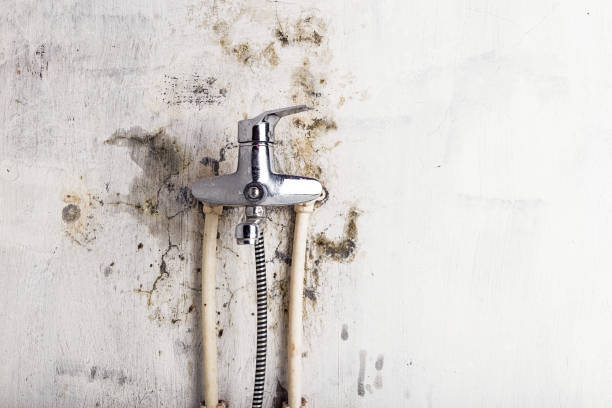 Best Bathroom Mold Remediation in Branchville, SC