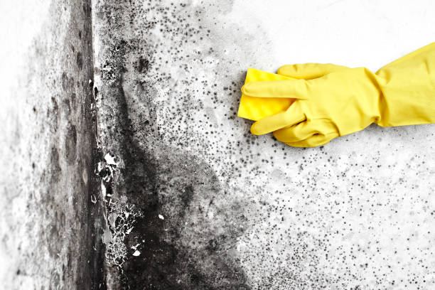 Best Residential Mold Remediation in Branchville, SC