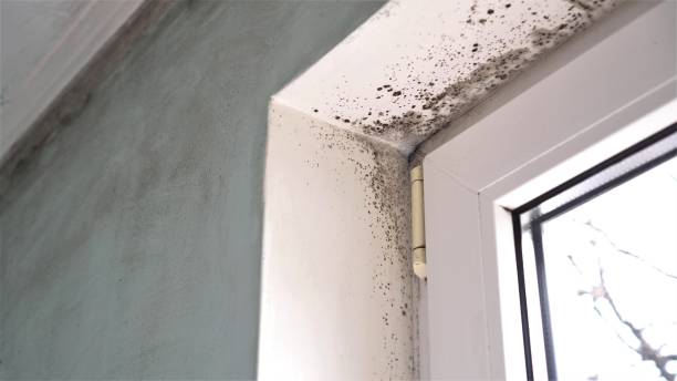 Trusted Branchville, SC Mold Remediation Experts