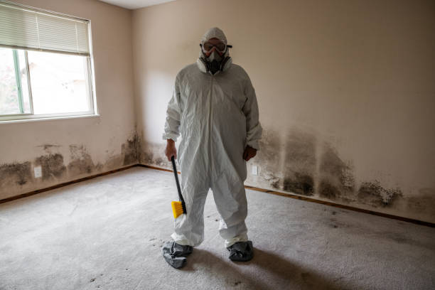 Best Post-Flood Mold Remediation in Branchville, SC