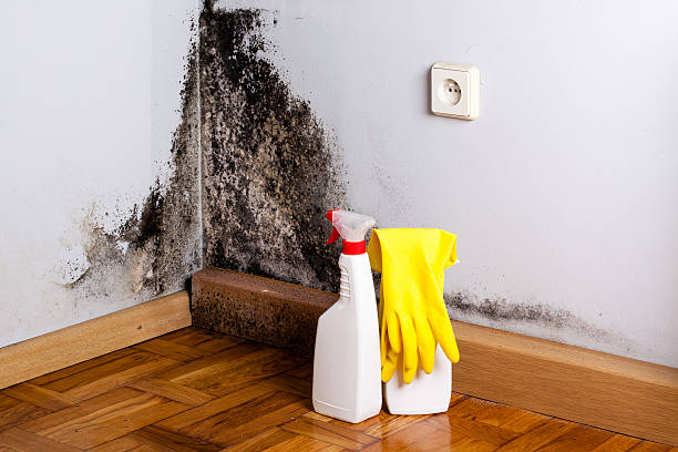 Best Commercial Mold Remediation in Branchville, SC